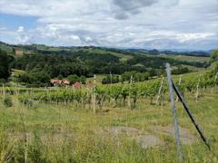 Sterischer Weinberg