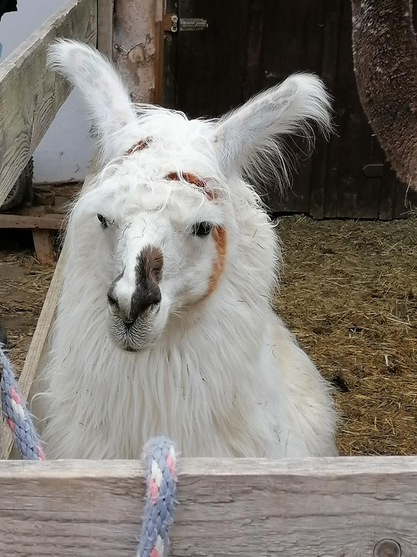 Bild von einem Lama